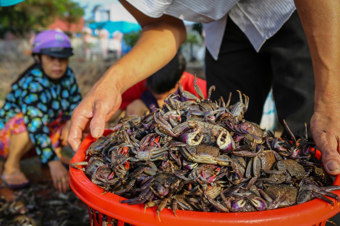 Đặc sản mắm ba khía Cần Giờ