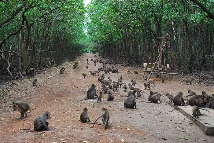 Đảo khỉ Cần Giờ